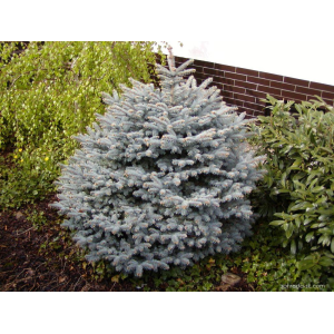 Smrek pichľavý (Picea pungens)  - výška: 30-50 cm, kont. C3L